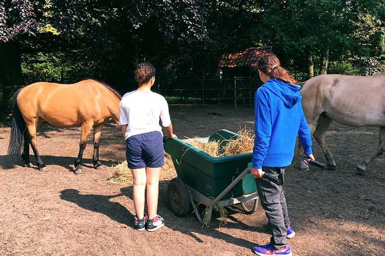 Mest opruimen soulhorses