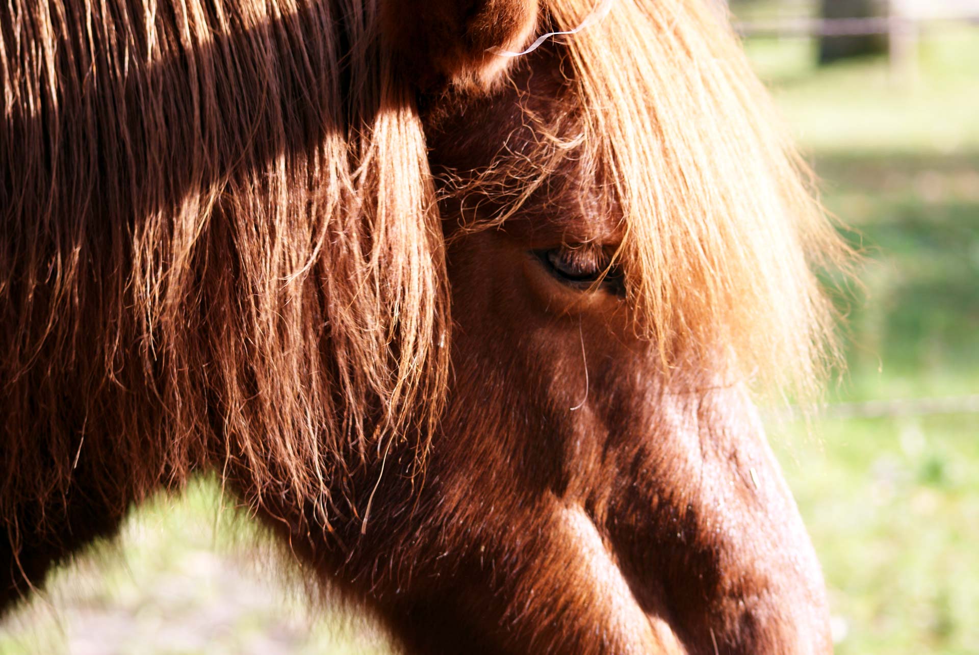 Spyr-paard-dagbesteding-Soulhorses-vzw