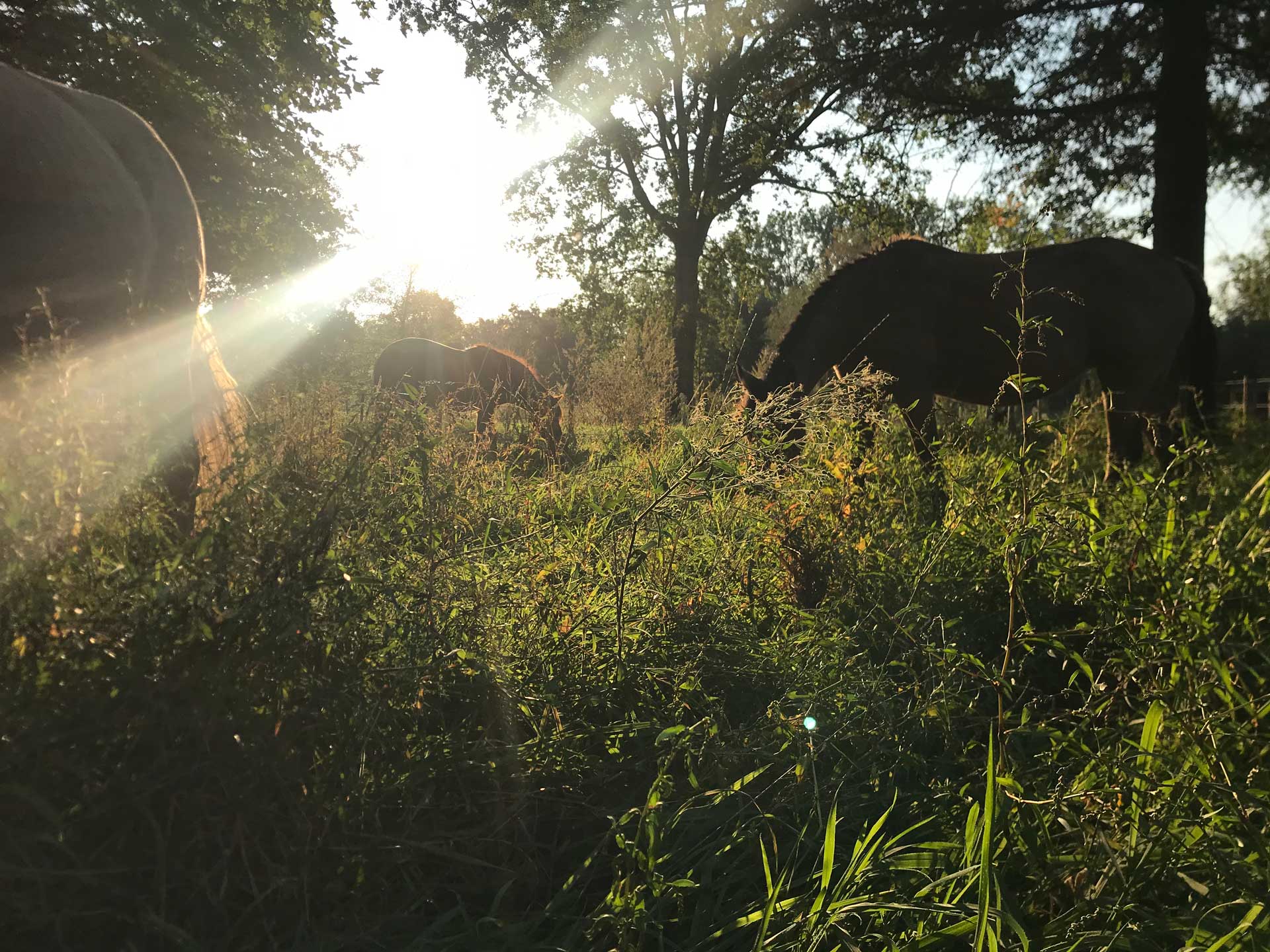 paarden en persoonlijke ontwikkeling - soulhorses vzw