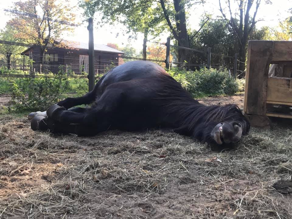 Toes chillen Soulhorses vzw natuurboerderij met paarden