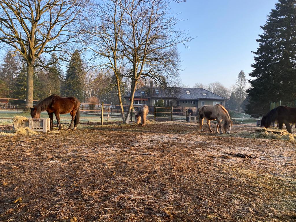 Toes chillen Soulhorses vzw natuurboerderij met paarden