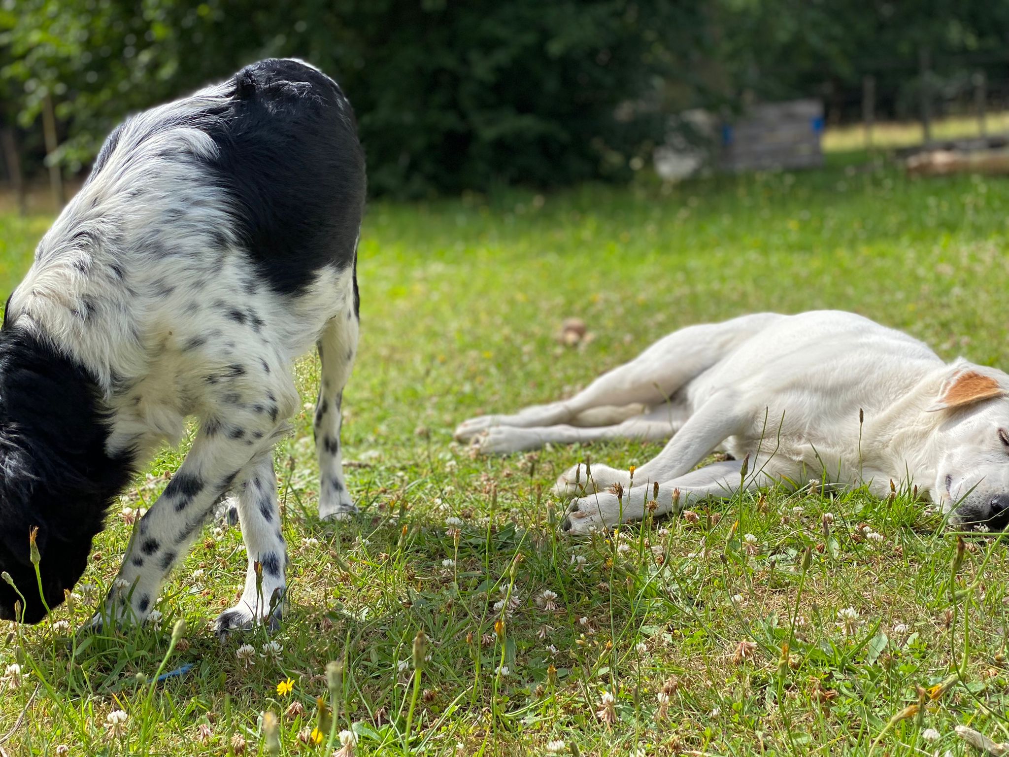 knuffelen-honden-retraite-kinderen